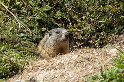 Alpine marmot