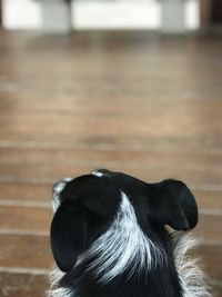 Close-up of a dog