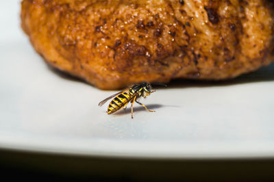 Close-up of insect on plate