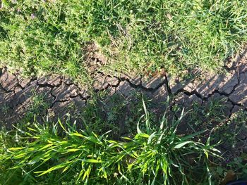 High angle view of lizard on tree