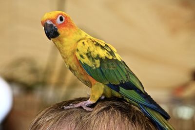 Close-up of parrot