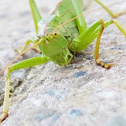 Close-up of insect on leaf