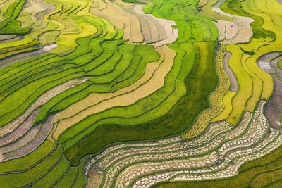 Rice terraces in yen bai, vietnam