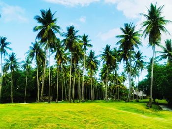 Palm trees on field against sky