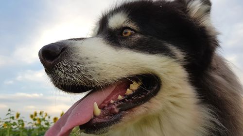 Close-up of dog against sky