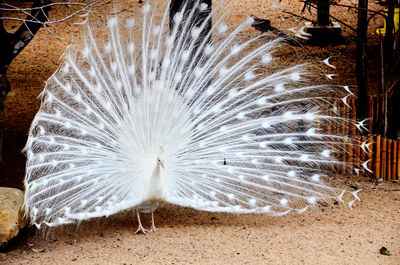 Beautiful white peacock with fanned out feathers