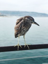 Close-up of bird perching on railing against sea