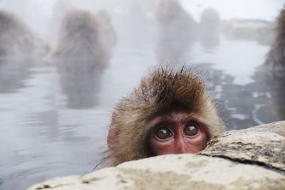 Portrait of monkey on rock at shore
