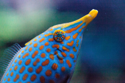 Close-up of fish swimming in tank at aquarium