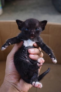 Close-up of hand holding black cat