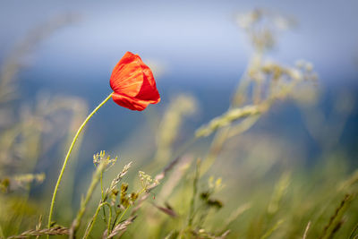 Close-up of red poppy flower on field