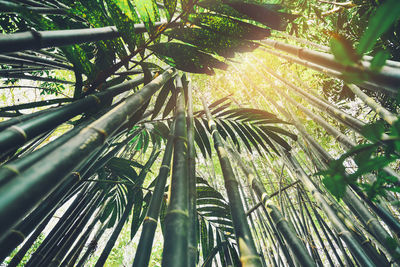 Low angle view of sunlight streaming through trees