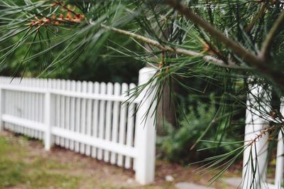 Close-up of plant growing on field