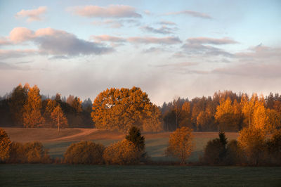 Trees on field against sky during sunset