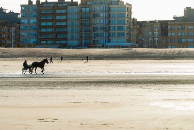 Dog on the beach