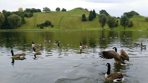 Ducks swimming on lake against trees