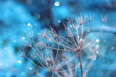 Close-up of frozen plant