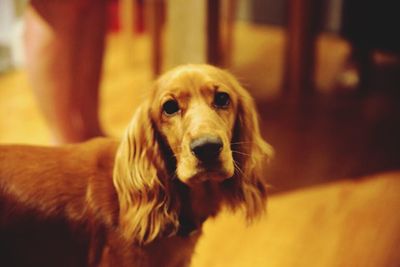 Close-up portrait of dog
