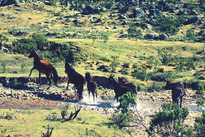 Horses in park