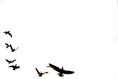 Low angle view of birds flying against clear sky