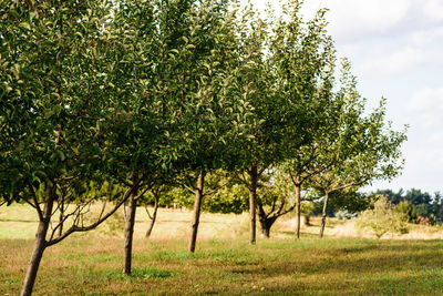 Trees on field against sky