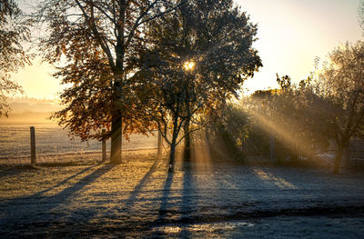 Sunlight streaming through trees on field during sunrise