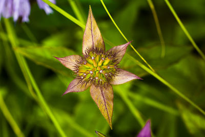 Close-up of flower