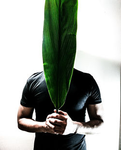 Close-up of plant against white background