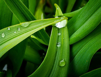 Close-up of wet leaf