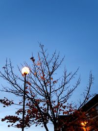 Low angle view of flower tree against clear sky