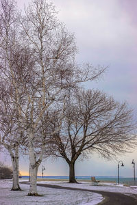 Close-up of tree against sky