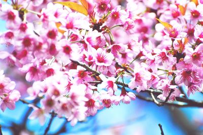 Close-up of pink cherry blossoms in spring