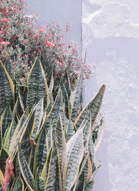 Aloe on white wall background. minimal floral botanical aesthetic. travel in details. canary island