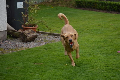 Portrait of dog running on field