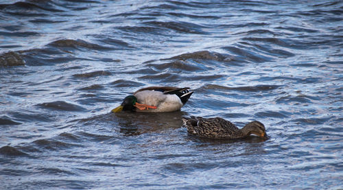 Duck swimming in lake