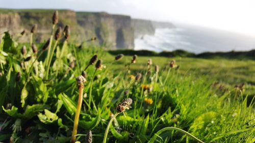 Close-up of grass on field against sky