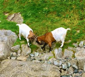 View of a sheep on rock