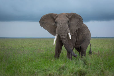 African bush elephant swings trunk in savannah