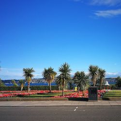 Road by palm trees against blue sky