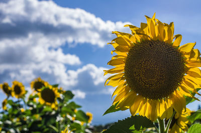 Close-up of sunflower against sky