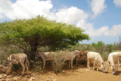 Horses in a field