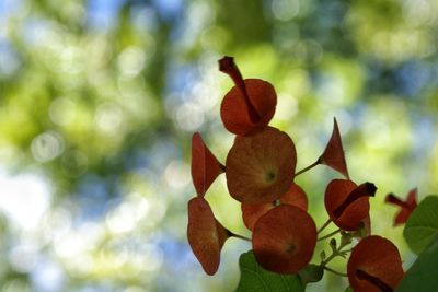 Close-up of leaves on tree