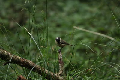 Close-up of bird perching on plant