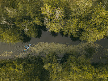 Aerial drone view. kayak boat among water lilies.