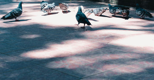 Bird perching on floor