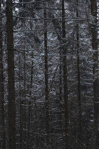 Full frame shot of bare trees in forest