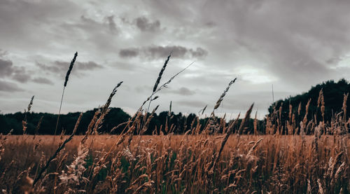 View of stalks in field against cloudy sky