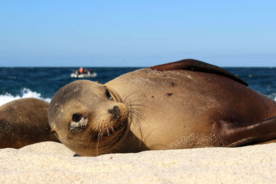 Close-up of sea lion on beach