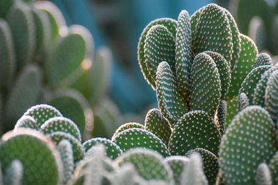 Close-up of succulent plant