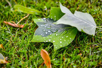 Close-up of raindrops on leaves